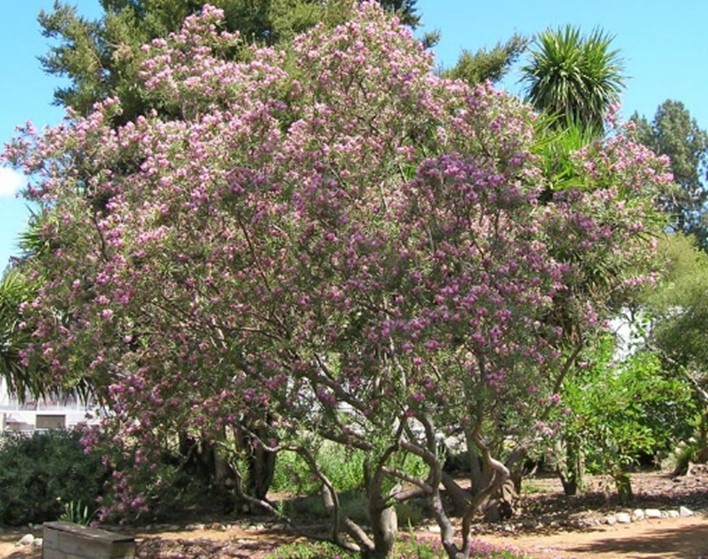 Desert Willow ‘Bubba’