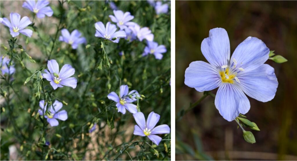 Blue Flax