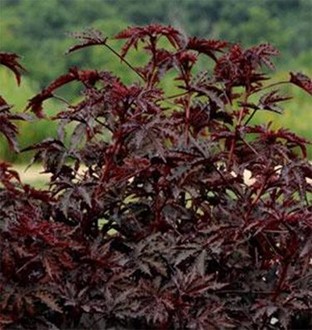 ‘Mahogany Splendor’ Hibiscus