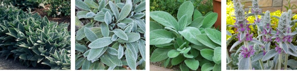 Lamb’s Ear ‘Helene Von Stein’