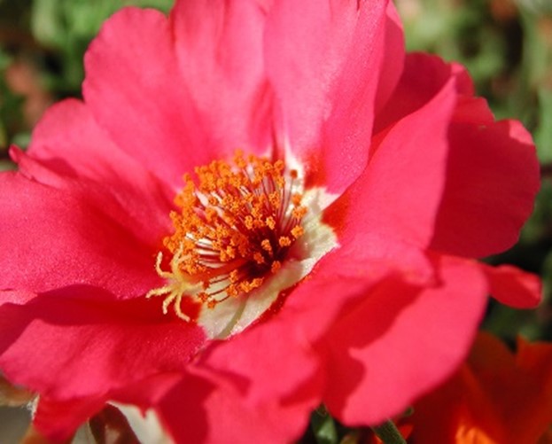 Moss Rose Portulaca 'Grandiflora Mix