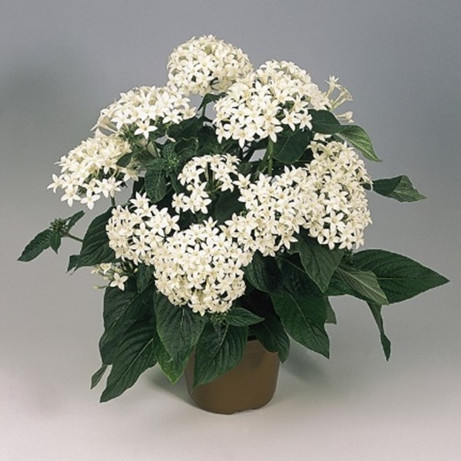Pentas Lucky Star® ‘Graffiti White’
