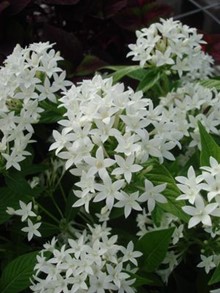 Pentas Lucky Star® ‘Graffiti White’