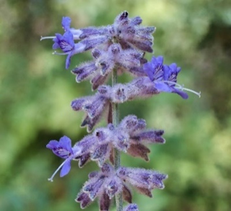 Sage Russian ‘Blue Jean Baby’ flower up-close