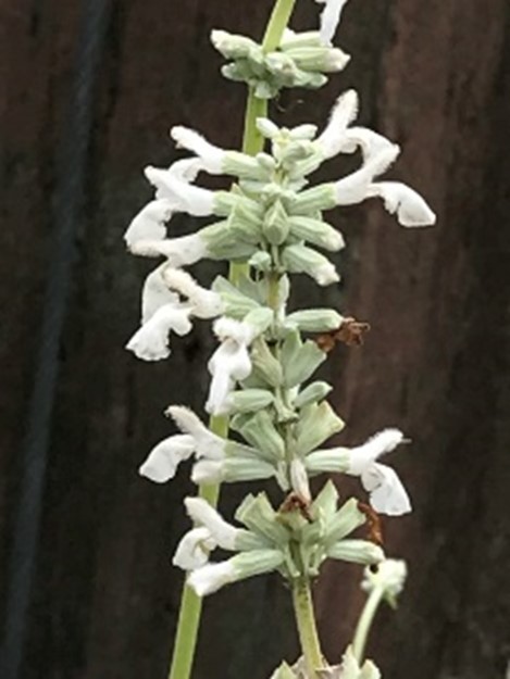 Salvia 'Augusta Duelberg'