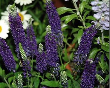 Veronica 'Vernique Dark Blue'