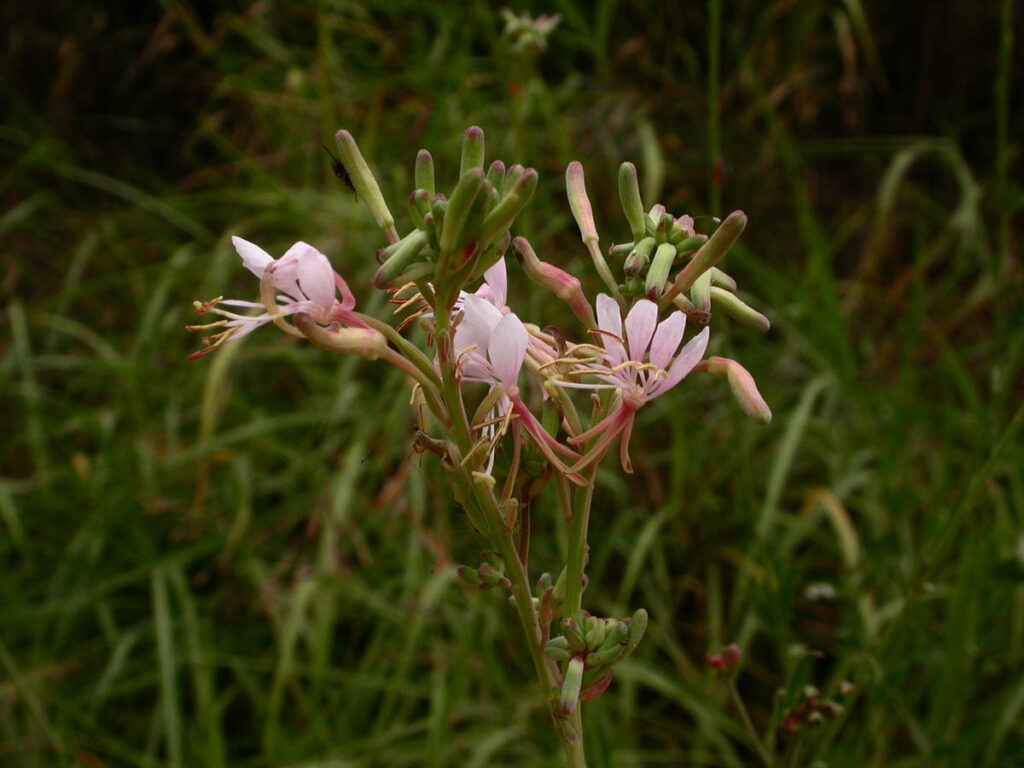 Gaura Large-Flowered