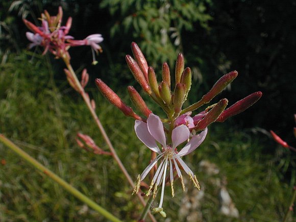 Gaura Large-Flowered
