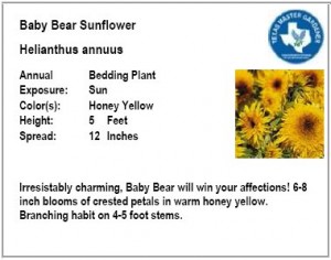 Baby Bear Sunflower