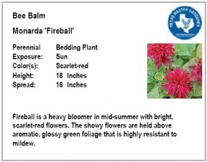 Bee Balm Fireball