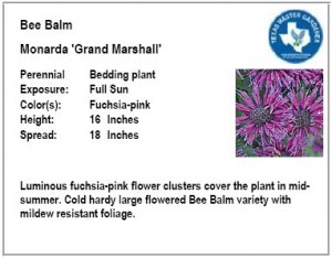 Bee Balm Grand Marshall