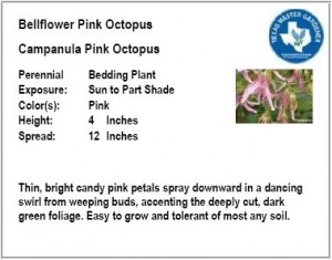 Bellflower Pink Octopus