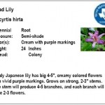Toad Lily