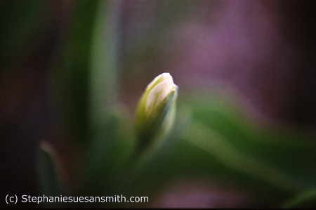 emerging daffodil bud
