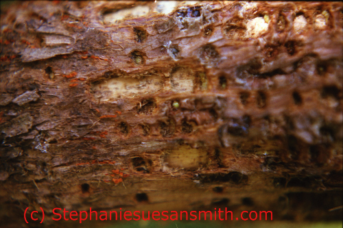 Pine Bark Beetle Damage