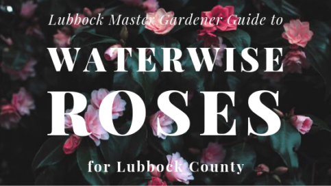 lubbock master gardener guide to waterwise roses