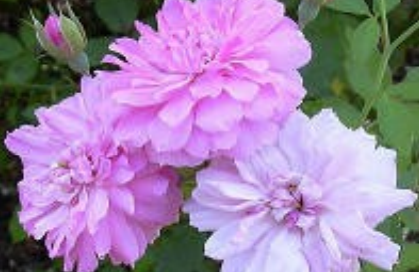 caldwell pink in bloom