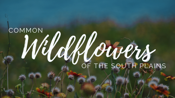 Common Wildflowers of the South Plains