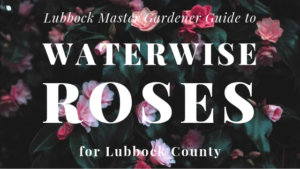 waterwise rose promo
