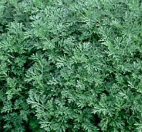 Artemesia to illustrate the green leafy perennial