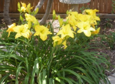 daylily in bloom