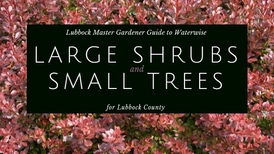 large shrubs small trees