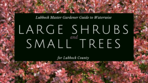 large shrubs small trees promo