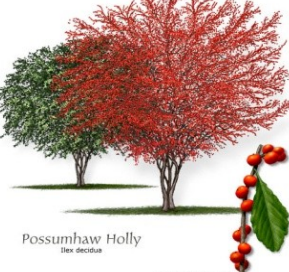 possumhaw holly
