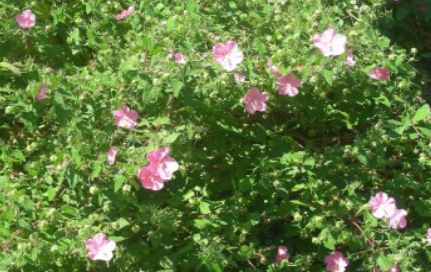 rock rose in bloom