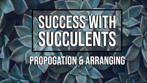 success with succulents class banner