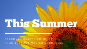 Summer Gardening Guide