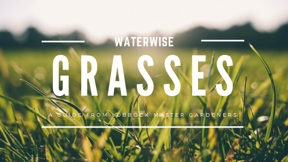 waterwise grasses for lubbock county