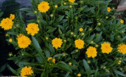 Coreopsis in Bloom