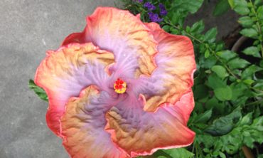 Creole Lady Cajun Hibiscus flower