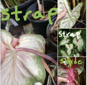 Caladiums showing difference is where stem attaches to leaf