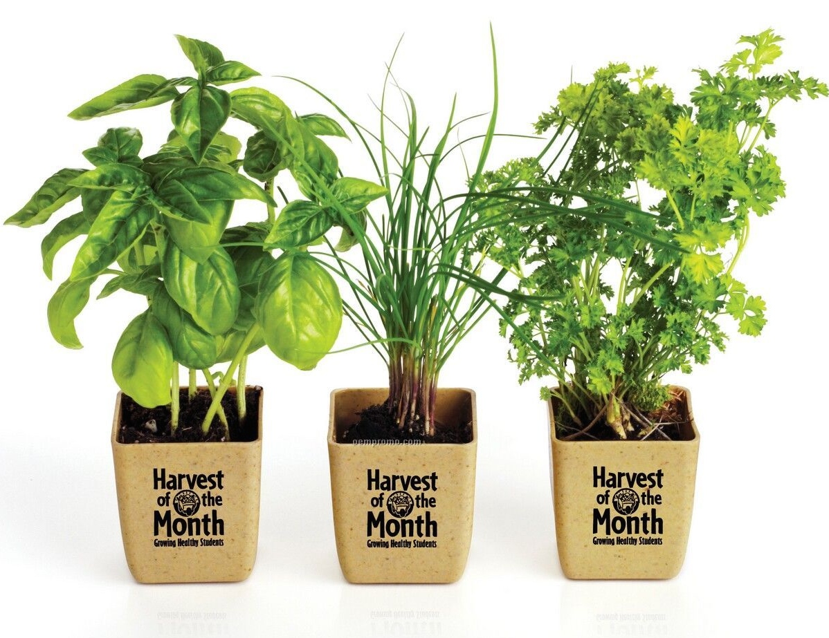 3 potted herbs