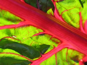 swiss_chard_backlighted