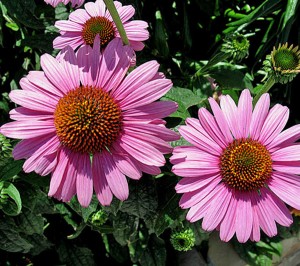 Image of Pink Flower
