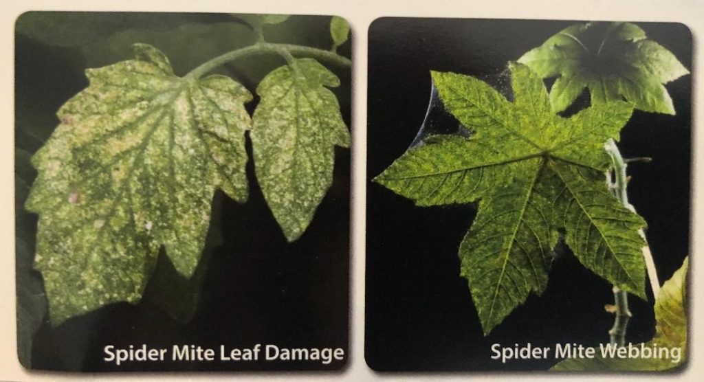 Spider Mite Leaf Damage & webbing