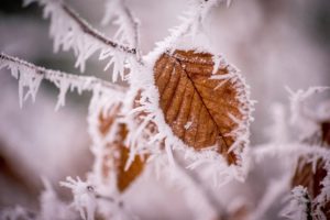 Leaf covered in frost
