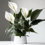 easy house plant peace lily