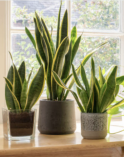 Easy" House Plants - Rockwall County Master Gardeners