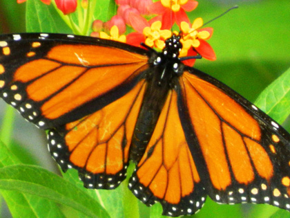 April 19 Butterfly on Milkweed copy