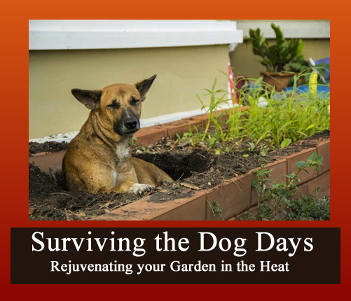 Surviving the Dog Days: Rejuvenating your Garden in the Heat