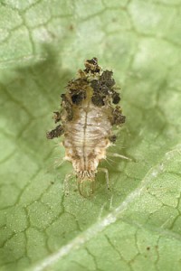 Lacewing-Larva