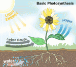 irrigation-photosynthesis