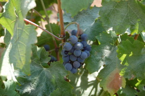 grapes-on-the-vine
