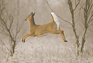 12_White-tailed-Deer1