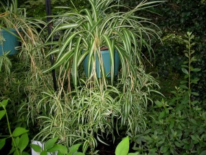Airplane or Spider plant (Chlorophytum comosum)