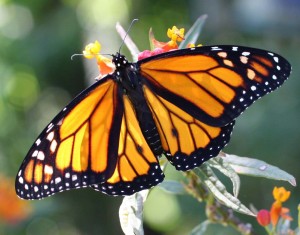 Monarch-Butterfly-17-HD-Images-Wallpapers
